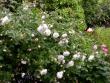 tn_gallery_276_1636_6266.jpg