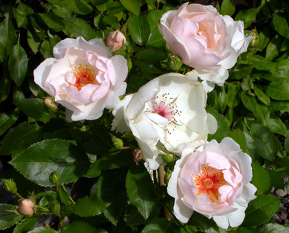 gallery_276_1640_2478.jpg