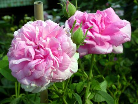 gallery_276_1638_49735.jpg