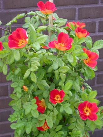 gallery_276_1639_30969.jpg
