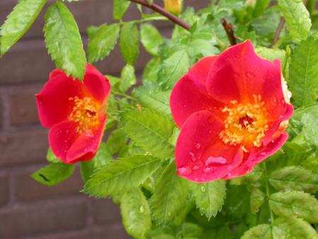 gallery_276_1639_8082.jpg