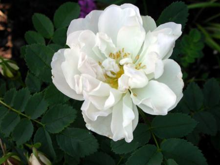 gallery_276_1640_19082.jpg