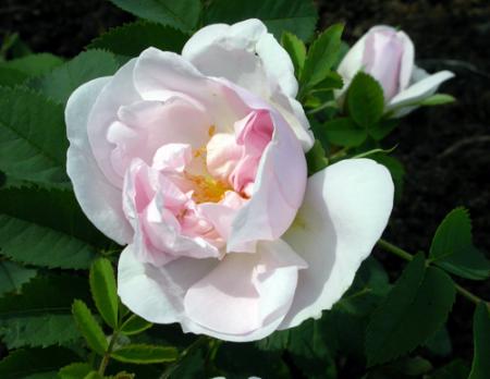 gallery_276_1640_20522.jpg