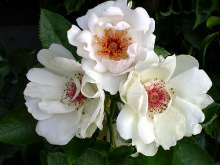 gallery_276_1640_29433.jpg
