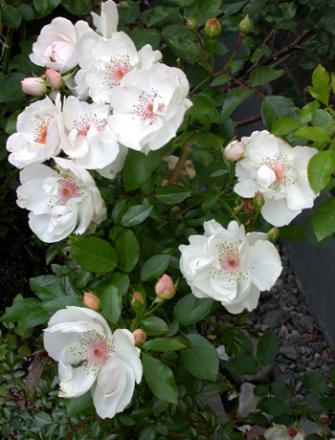 gallery_276_1640_41058.jpg