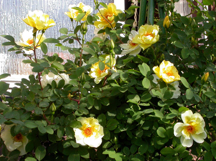 gallery_276_1640_8215.jpg
