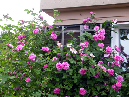 gallery_276_1641_30764.jpg
