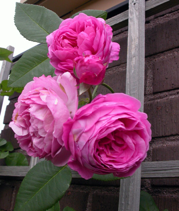 gallery_276_1641_49730.jpg