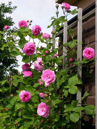 gallery_276_1641_63308.jpg