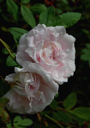 gallery_13105_1529_17720.jpg
