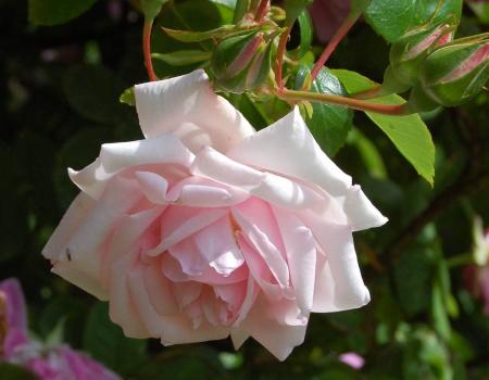 gallery_13105_1529_43177.jpg