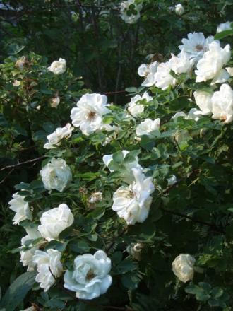 gallery_13105_1529_52491.jpg