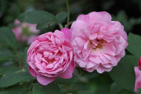 gallery_13105_1529_53106.jpg