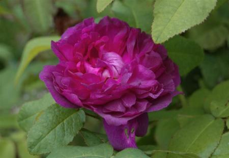 gallery_13105_1529_7464.jpg