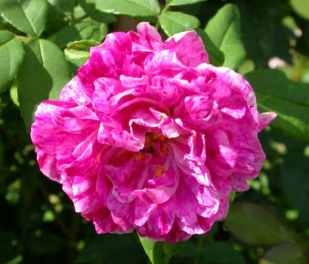 gallery_276_1641_44910.jpg