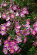 tn_gallery_13105_1529_27673.jpg