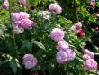 tn_gallery_276_1641_24343.jpg