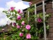 tn_gallery_276_1641_71887.jpg