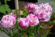 tn_gallery_276_1641_7821.jpg