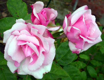 gallery_276_1641_49430.jpg