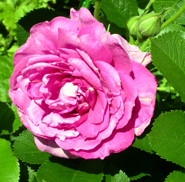 gallery_276_1645_37958.jpg