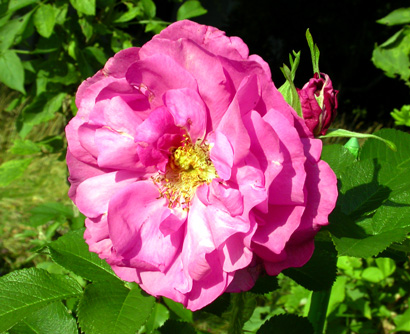 gallery_276_1645_38514.jpg