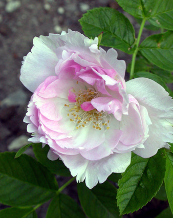 gallery_276_1645_9632.jpg