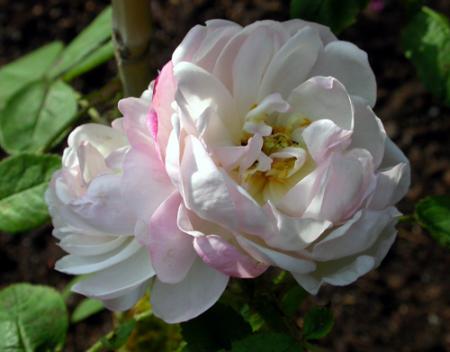 gallery_276_1643_42246.jpg
