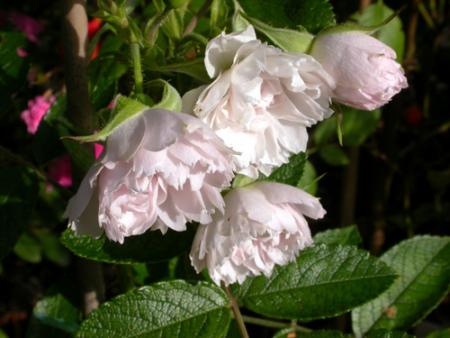 gallery_276_1645_20945.jpg