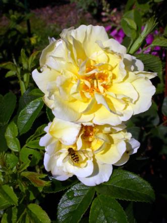 gallery_276_1645_53338.jpg