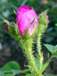 tn_gallery_276_1643_6642.jpg