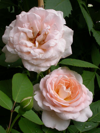gallery_276_1644_32821.jpg