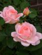 tn_gallery_276_1644_47724.jpg