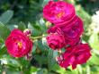 tn_gallery_276_1647_25314.jpg