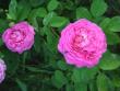 tn_gallery_2985_1337_162.jpg