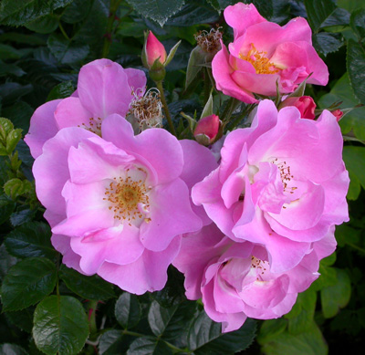 gallery_276_1644_14525.jpg