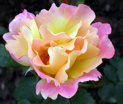 gallery_276_1644_25790.jpg