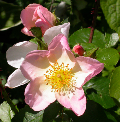 gallery_276_1644_26884.jpg