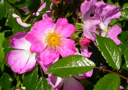 gallery_276_1644_29837.jpg