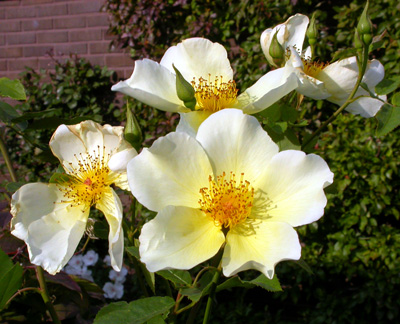 gallery_276_1644_49516.jpg