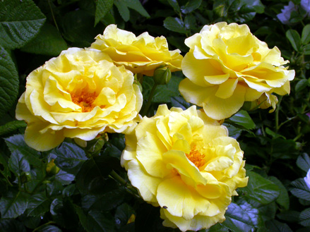 gallery_276_1644_65295.jpg