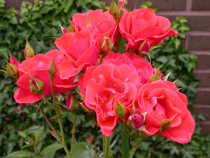gallery_276_1644_70712.jpg
