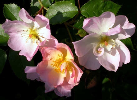 gallery_276_1644_8238.jpg