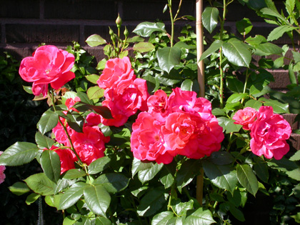 gallery_276_1644_97088.jpg