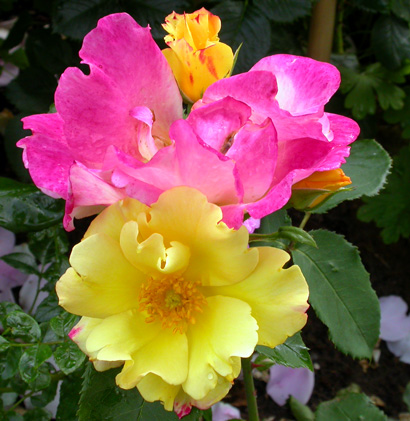 gallery_276_1644_9810.jpg
