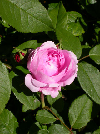 gallery_276_1653_22767.jpg