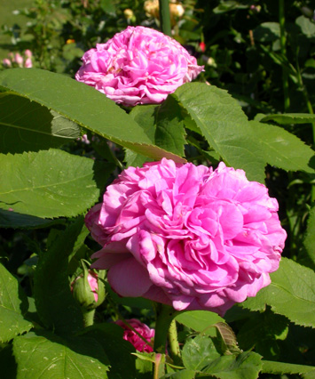gallery_276_1653_74746.jpg