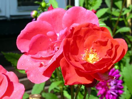 gallery_276_1644_10575.jpg