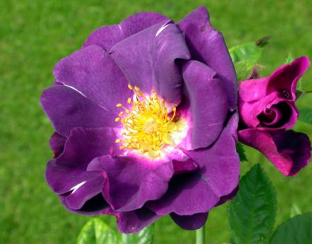 gallery_276_1644_31755.jpg