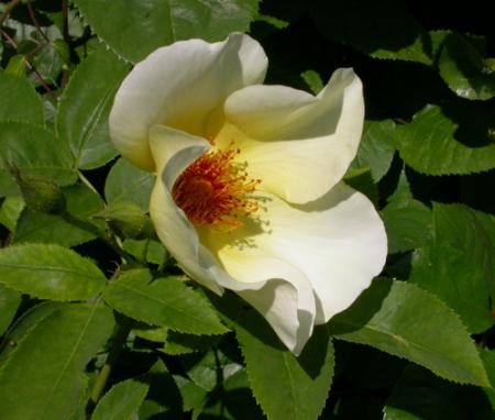 gallery_276_1644_431.jpg